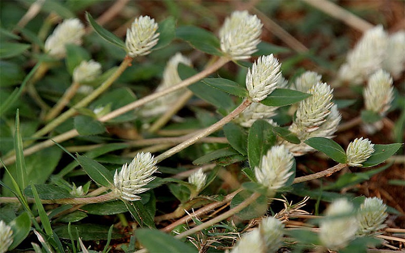 Hầu hết toàn bộ thảo dược từ rễ, thân, lá và hoa đều được dùng làm thuốc