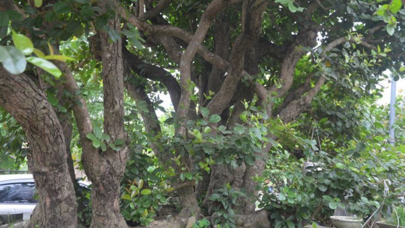 Cây trâm cổ thụ hơn 500 tuổi