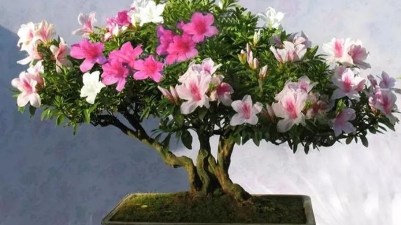 Bonsai Đỗ Quyên hoa hai màu