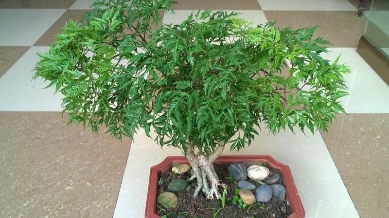 Cây cảnh bonsai Đinh lăng nhiều công dụng