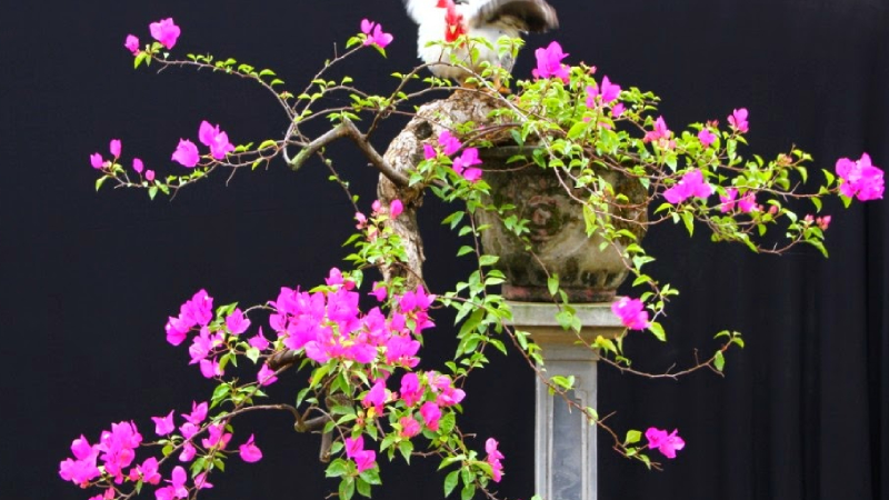 Hoa giấy trồng bonsai
